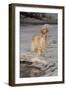 English Setter Standing on Iced over Stream, St. Charles, Illinois, USA-Lynn M^ Stone-Framed Photographic Print