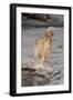 English Setter Standing on Iced over Stream, St. Charles, Illinois, USA-Lynn M^ Stone-Framed Photographic Print