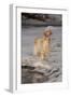 English Setter Standing on Iced over Stream, St. Charles, Illinois, USA-Lynn M^ Stone-Framed Photographic Print