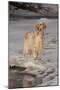 English Setter Standing on Iced over Stream, St. Charles, Illinois, USA-Lynn M^ Stone-Mounted Photographic Print