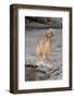 English Setter Standing on Iced over Stream, St. Charles, Illinois, USA-Lynn M^ Stone-Framed Photographic Print