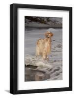 English Setter Standing on Iced over Stream, St. Charles, Illinois, USA-Lynn M^ Stone-Framed Photographic Print