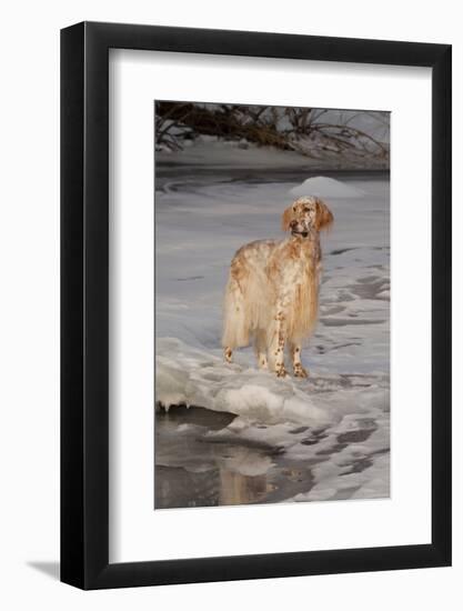 English Setter Standing on Iced over Stream, St. Charles, Illinois, USA-Lynn M^ Stone-Framed Photographic Print