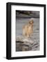 English Setter Standing on Iced over Stream, St. Charles, Illinois, USA-Lynn M^ Stone-Framed Photographic Print