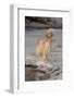 English Setter Standing on Iced over Stream, St. Charles, Illinois, USA-Lynn M^ Stone-Framed Photographic Print