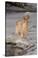 English Setter Standing on Iced over Stream, St. Charles, Illinois, USA-Lynn M^ Stone-Stretched Canvas