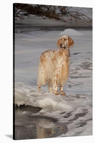 English Setter Standing on Iced over Stream, St. Charles, Illinois, USA-Lynn M^ Stone-Stretched Canvas