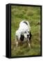 English Setter-null-Framed Stretched Canvas