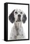 English Setter-null-Framed Stretched Canvas