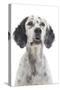 English Setter-null-Stretched Canvas