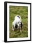 English Setter-null-Framed Photographic Print