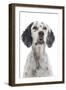 English Setter-null-Framed Photographic Print