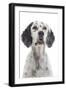 English Setter-null-Framed Photographic Print