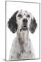 English Setter-null-Mounted Photographic Print