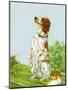 English Setter-Diana Thorne-Mounted Art Print