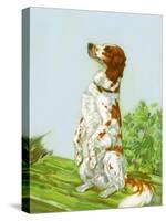 English Setter-Diana Thorne-Stretched Canvas