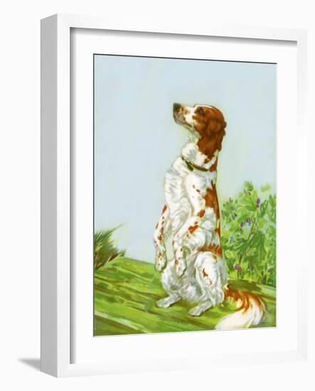 English Setter-Diana Thorne-Framed Art Print