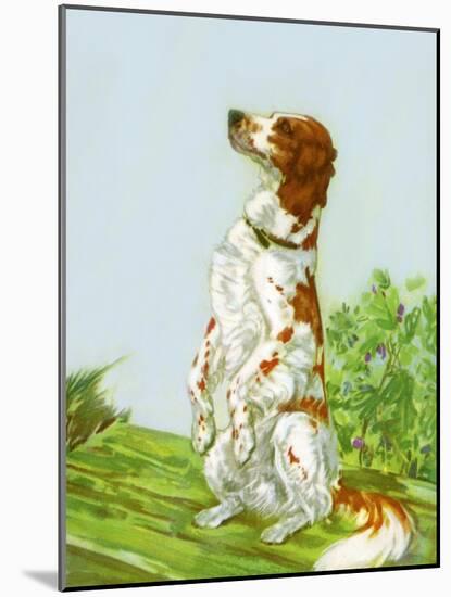 English Setter-Diana Thorne-Mounted Art Print