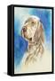 English Setter-Barbara Keith-Framed Stretched Canvas