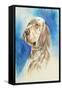 English Setter-Barbara Keith-Framed Stretched Canvas