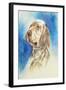 English Setter-Barbara Keith-Framed Giclee Print