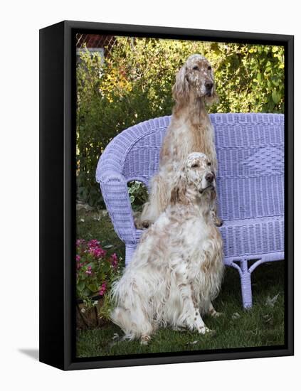 English Setters and Wicker Couch-Lynn M^ Stone-Framed Stretched Canvas