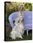 English Setters and Wicker Couch-Lynn M^ Stone-Stretched Canvas