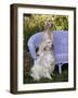 English Setters and Wicker Couch-Lynn M^ Stone-Framed Photographic Print