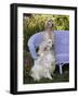 English Setters and Wicker Couch-Lynn M^ Stone-Framed Photographic Print