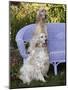 English Setters and Wicker Couch-Lynn M^ Stone-Mounted Photographic Print