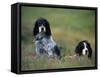 English Setters on the Moor, Caithness, Scotland-John Warburton-lee-Framed Stretched Canvas