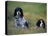 English Setters on the Moor, Caithness, Scotland-John Warburton-lee-Stretched Canvas