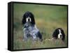 English Setters on the Moor, Caithness, Scotland-John Warburton-lee-Framed Stretched Canvas
