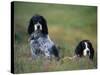 English Setters on the Moor, Caithness, Scotland-John Warburton-lee-Stretched Canvas