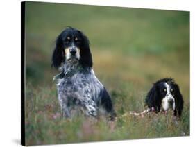 English Setters on the Moor, Caithness, Scotland-John Warburton-lee-Stretched Canvas