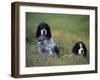 English Setters on the Moor, Caithness, Scotland-John Warburton-lee-Framed Photographic Print