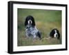 English Setters on the Moor, Caithness, Scotland-John Warburton-lee-Framed Photographic Print