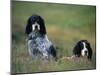 English Setters on the Moor, Caithness, Scotland-John Warburton-lee-Mounted Photographic Print