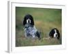 English Setters on the Moor, Caithness, Scotland-John Warburton-lee-Framed Photographic Print