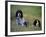 English Setters on the Moor, Caithness, Scotland-John Warburton-lee-Framed Photographic Print