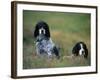 English Setters on the Moor, Caithness, Scotland-John Warburton-lee-Framed Photographic Print