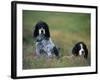 English Setters on the Moor, Caithness, Scotland-John Warburton-lee-Framed Photographic Print