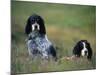 English Setters on the Moor, Caithness, Scotland-John Warburton-lee-Mounted Photographic Print