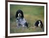 English Setters on the Moor, Caithness, Scotland-John Warburton-lee-Framed Photographic Print