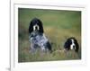 English Setters on the Moor, Caithness, Scotland-John Warburton-lee-Framed Photographic Print