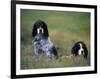 English Setters on the Moor, Caithness, Scotland-John Warburton-lee-Framed Photographic Print