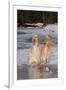 English Setters-Lynn M^ Stone-Framed Premium Photographic Print