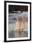 English Setters-Lynn M^ Stone-Framed Premium Photographic Print