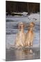 English Setters-Lynn M^ Stone-Mounted Premium Photographic Print