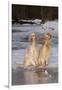 English Setters-Lynn M^ Stone-Framed Premium Photographic Print